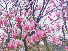 -铁山坪森林公园