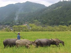 IMG_2733-腾冲北海湿地