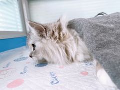 -灵美宠物诊所