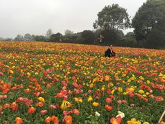 -保利石象湖景区