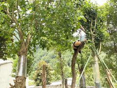 -卧龙中华大熊猫苑神树坪基地