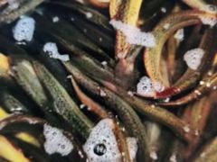 -五谷粮煎饼卷大葱(景星店)