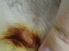 -1013 PET SHOP 宠物商店(近铁城市广场店)