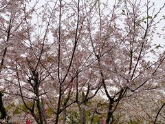 -太子山公园(园东路)