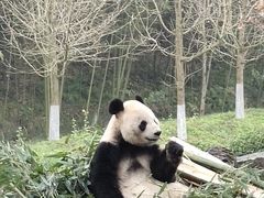 -都江堰中华大熊猫苑