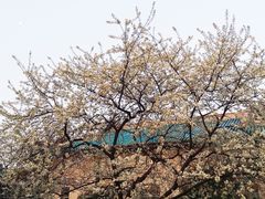 -武汉大学-樱园