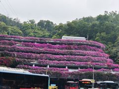 -深圳仙湖植物园