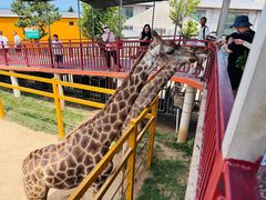 -西霞口神雕山野生动物世界