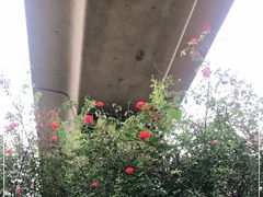 -秀丽东方