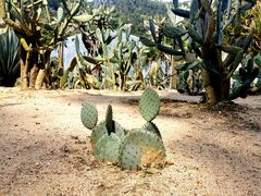 -深圳仙湖植物园