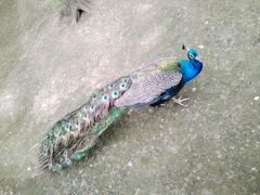 -哈尔滨北方森林动物园