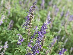 -静之湖湖畔餐厅