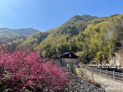 -MOJ coffee(瓯海泽雅水碓坑店)