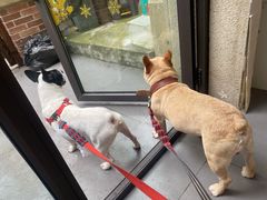 -宠小格时尚宠物生活馆(唐镇店)
