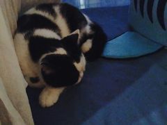 -猫咖时代(中山亭店)