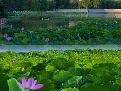 -莲花池公园