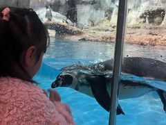 -帝企鹅自助餐厅•儿童岛•真企鹅(长隆企鹅酒店)