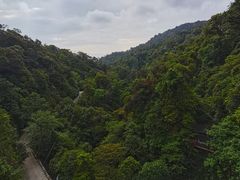 -云南屏边大围山国家公园