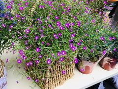 -循礼门鲜花花市(武汉循礼门店)