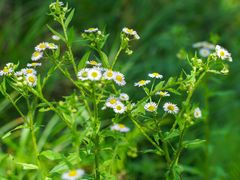 -两河城市森林公园