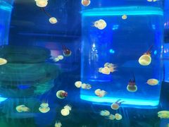 -左海海底世界