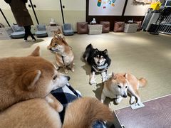 -逗柴咖啡屋·狗咖猫咖宠物桌游