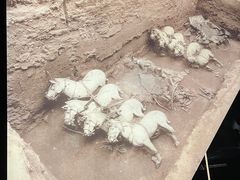 -秦始皇帝陵博物院-丽山园