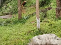 -都江堰中华大熊猫苑