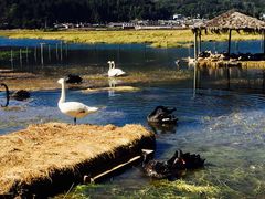 -腾冲北海湿地
