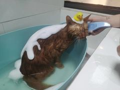 -帕帕拉兹宠物(亚洲旗舰店)