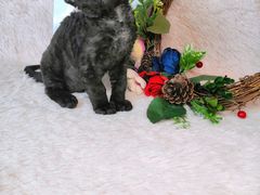 -十年猫舍·猫咪专门店(普陀店)