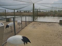 -盐城丹顶鹤湿地生态旅游区