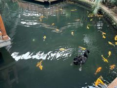 -南宫五洲植物乐园