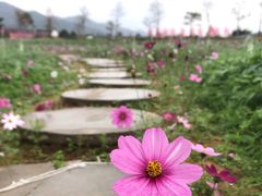 -天适樱花悠乐园