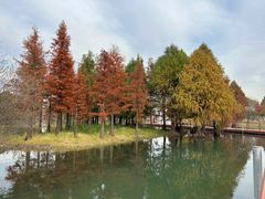 -贡湖湾湿地公园