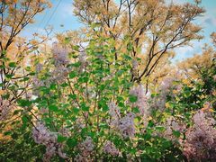 -永定河休闲森林公园