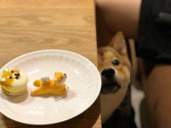 -柴务处·柴犬主题狗咖