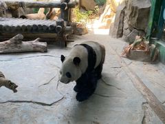 -灵玲国际马戏城