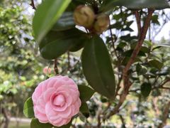 -中国科学院华南植物园