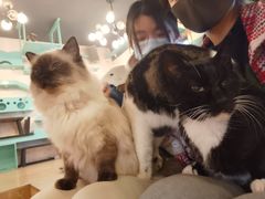 -萌喵咖啡屋(人民东路4号口M16商铺店)