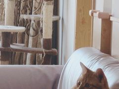 -MOYOYO猫咪咖啡店