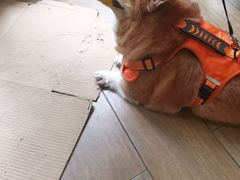 -爱侣·安琦尔宠物医院·中兽医针灸·心内科·狂犬免疫点(宝山区院)