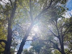 -金塔沙漠胡杨林景区