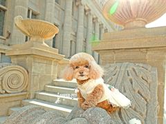-超宠爱宠物摄影-Super pet