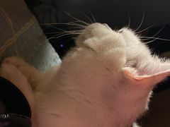 -糯米喵星人总部直营旗舰店·猫舍·幼猫出售