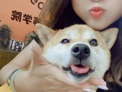 -柴犬高等学院·狗咖·柴犬售卖·宠物训练