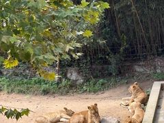 -西霞口神雕山野生动物世界