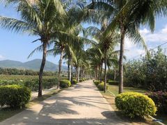 -亚龙湾国际玫瑰谷