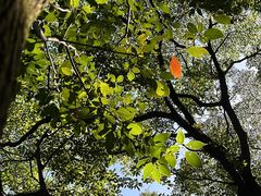 -广州市石门国家森林公园