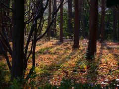 -昆山城市生态森林公园
